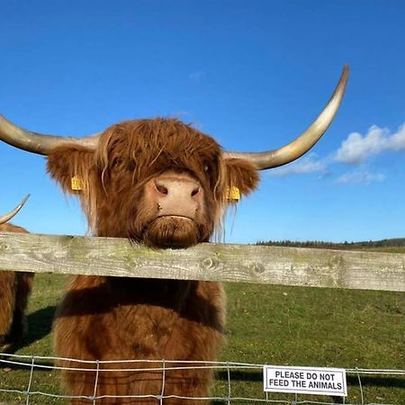 Glampods Glamping Pod - Meet Highland Cows And Sheep Elgin Villa Exterior photo