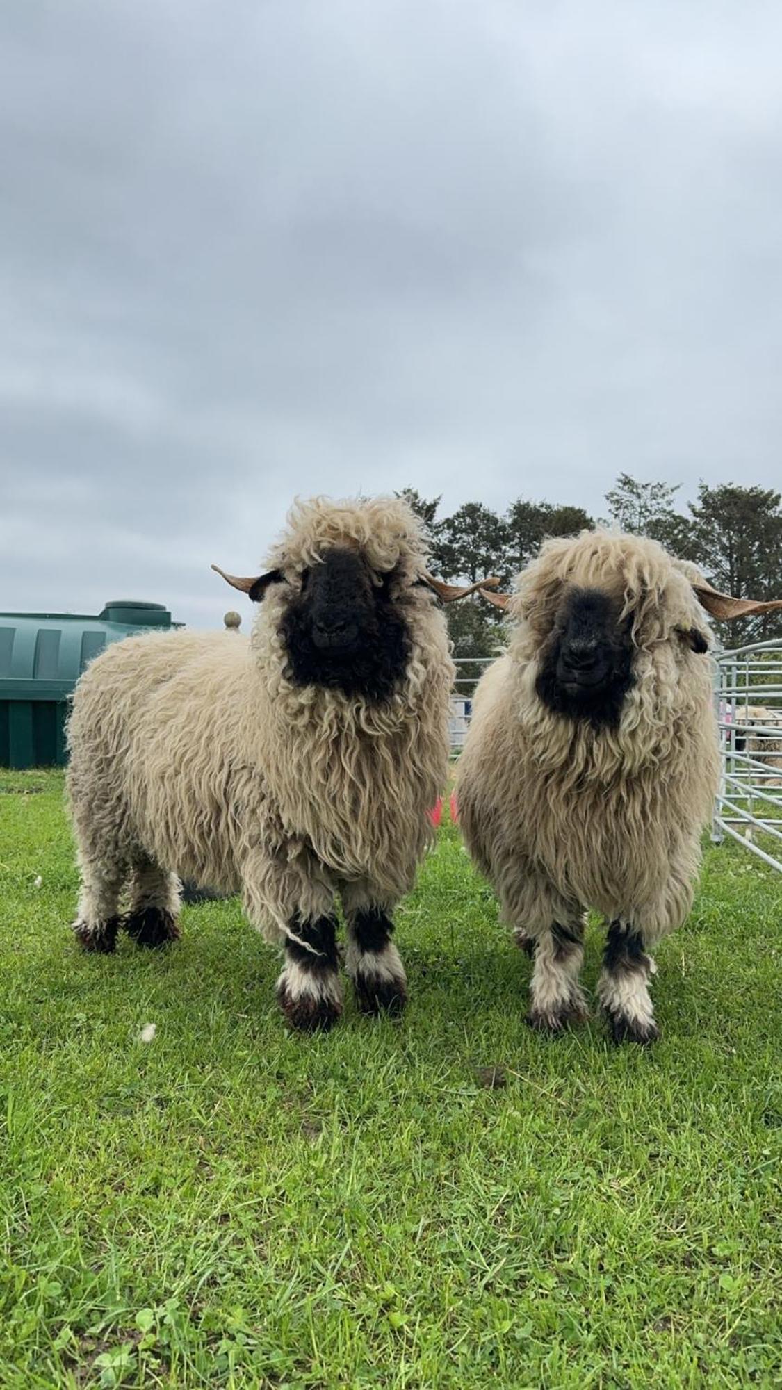 Glampods Glamping Pod - Meet Highland Cows And Sheep Elgin Villa Exterior photo